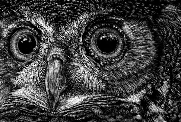 Great Horned Owl Head