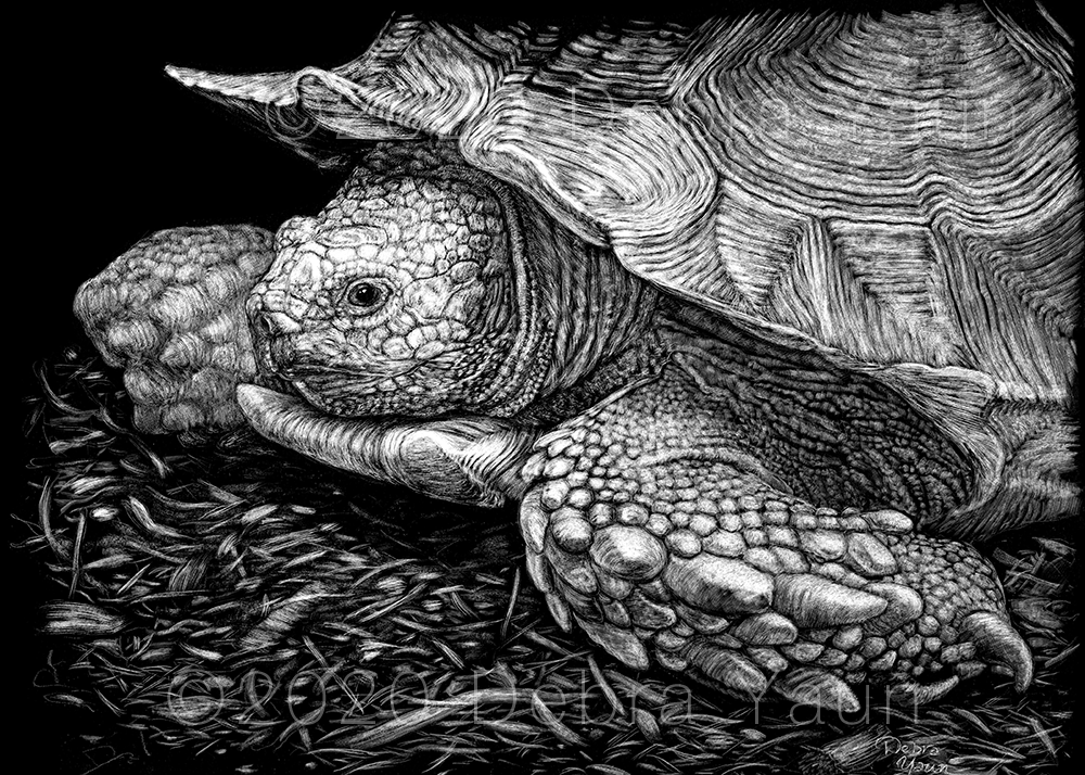 Turtle – Debra Yaun – Scratchboard