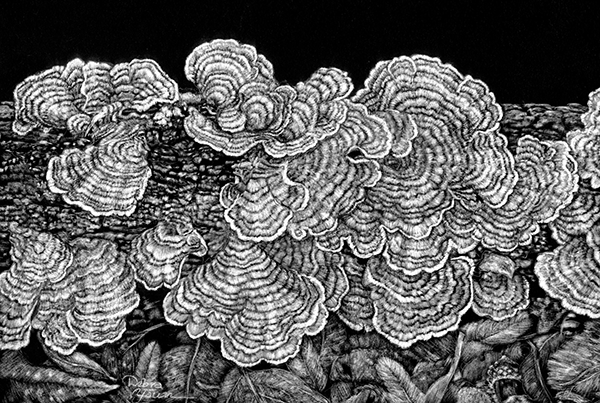 Turkey Tail Lichen